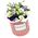 Hats with eustoma