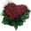 Heart of red roses