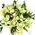 Bouquet of green orchids cymbidium