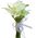 Flowers callas buy