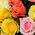 Bouquet of 51 roses 60 cm - view 2
