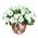Basket of white daisy chrysanthemums