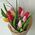11 tulips - view 3
