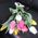 11 tulips - view 4