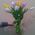 11 tulips - view 6