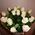 15 cream roses - view 1
