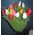 21 tulip - view 8