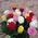 25 multi-colored roses - wiev 5