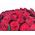 27 red roses - wiev 1