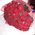 27 red roses - wiev 4
