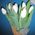 White tulips - view 1
