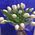 White tulips in a bouquet - view 1