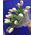 White tulips in a bouquet - view 2