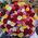 Large bouquet of roses - view 1