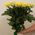 Bouquet of 11 yellow roses - view 3