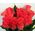 Bouquet 15 coral roses - view 2