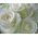 Great bouquet of 35 white roses - view 2