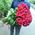Bouquet of 35 red roses - view 2