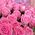Bouquet 51 roses buy - view 2