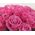 Bouquet 51 roses buy - view 4