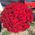 Bouquet of 65 red roses - view 1
