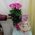 Small bouquet of 9 pink roses - view 1