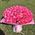 Bouquet of 101 pink roses - view 1