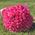 Bouquet of 101 pink roses - view 2