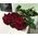 Bouquet of 11 roses - view 2