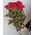 Bouquet of 11 roses - view 3