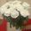 Bouquet of 17 roses - view 1