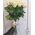 Bouquet of 17 roses - view 4