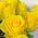 Bouquet of 19 yellow roses - view 1
