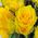 Bouquet of 21 yellow roses - view 2