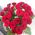 Bouquet of 25 red roses - wiev 4