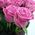 Bouquet of 25 pink roses - wiev 3