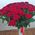 Bouquet of 45 red roses - view 2