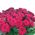 Bouquet of 45 red roses - view 3