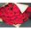 Bouquet of 47 red roses - view 3