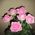 Bouquet of 7 roses view 3