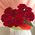 Bouquet of 9 burgundy roses - view 2