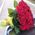 Bouquet of red roses - view 2