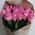 Bouquet of pink roses - view 1