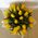 Bouquet of yellow tulips - view 1