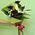 Bouquet to the beloved wife - view 3