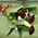 Bouquet to the beloved wife - view 4