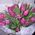 Purple tulips - view 1