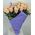Cream roses on a short leg - wiev 1