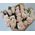 Cream roses on a short leg - wiev 4