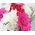 Сute mini bouquet of flowers - view 4